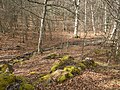 * Nomination La Lucía stream and beech woods, Álava, Basque Country, Spain --Basotxerri 17:09, 31 March 2016 (UTC) * Promotion Good quality. --Poco a poco 19:24, 31 March 2016 (UTC)