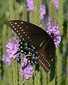 Black swallowtail (Papilio polyxenes) butterfly