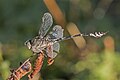 Seedrache im Schutzgebiet