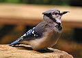 Blue Jay