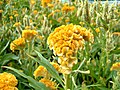 Celosia cristata. Nombre común: Toreador amarillo.