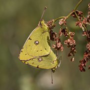 Clouded yellows (Colias croceus) mating Bulgaria