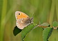 Small heath (for comparison)[clarification needed]