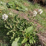 Diplotaxis erucoides-Diplotaxe fausse-roquette-Plant-20200131.jpg