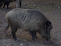 A wild boar in the Bison Show Reserve in Białowieża, Poland