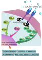 Rappresentazione schematica dei proce6�eT���?�,���)$:�z��������8�[d�ttivazione del recettore per il fattore di crescita endotelia