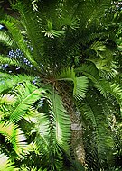 Εγκεφάλαρτος ο αλτενστείνειος (Encephalartos altensteinii) (450 ετών).