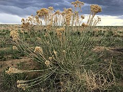 Rubber rabbitbrush