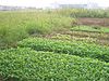 Kebun sayuran di depan stasiun di Ezhou, China