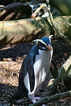 Fjordlandkuifpinguïn (Eudyptes pachyrhynchus)