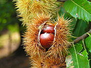 tamme kastanje (Castanea sativa)