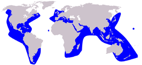 Description de l'image Grampus_griseus_distribution.png.