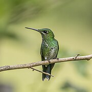 Green-crowned brilliant (Heliodoxa jacula henryi) female