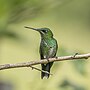 Thumbnail for File:Green-crowned brilliant (Heliodoxa jacula henryi) female.jpg