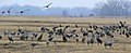 Sandhill cranes (Grus canadensis)