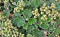 Alchemilla (Lachemilla) orbiculata