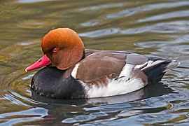 Netta rufina (Red-crested Pochard) Male, London Wetland Centre - Diliff