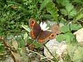 Közönséges szerecsenlepke (Erebia aethiops)