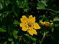 Potentilla flabellifolia