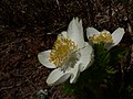 Pulsatilla occidentalis