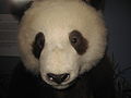 This could very well be a Qinling Panda
