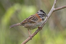 Rufous-collared sparrow (Zonotrichia capensis costaricensis) 2