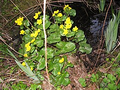 Ruhland, Grenzstr. 3, Sumpfdotterblume am Gartenteich, blühend, Frühlung, 04.jpg