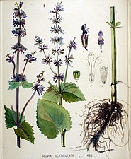 Kranssalvia Salvia verticillata