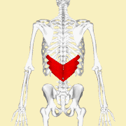 Position of the serratus posterior inferior (shown in red). Animation.