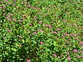 Spiraea splendens