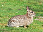 Sylvilagus bachmani Brush rabbit