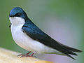 Tree Swallow