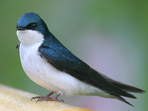 En swaalk (Tachycineta bicolor)