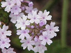 Verbena rigida1.jpg