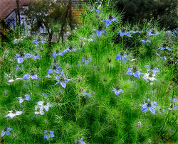 Tarhaneito (Nigella damascena)