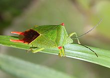 Acanthosoma labiduroides (male).jpg