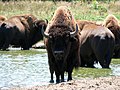 American Bison (Bison bison) at a watering hole in Nebraska