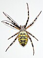 Ampiaishämähäkki (Argiope bruennichi), vaaraton hämähäkki.