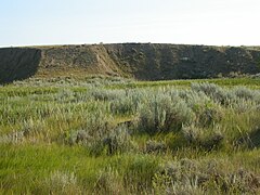 Artemisia cana 003 — Matt Lavin.jpg