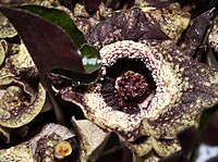 Asarum splendens