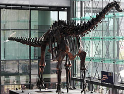 D. carnegii skelet fra Museum für Naturkunde, midlertidig udstillet på Berlin Hauptbahnhof