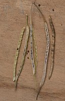 Hauwen van Brassica rapa subsp. campestris 'Namenia'