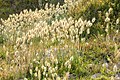 Unidentified Setaria