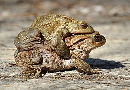 Bufo bufo qtl1.jpg