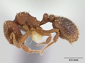 Calyptomyrmex brunneus