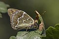 Argynnis pandora