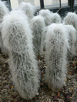 Žilasis žvakidis (Cephalocereus senilis)