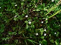 Claytonia sibirica