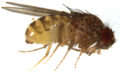 Drosophila mercatorum male
