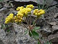 Eriogonum umbellatum